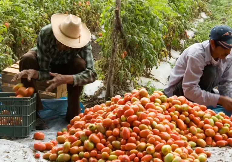 México busca diálogo con EE. UU. sobre aranceles al tomate