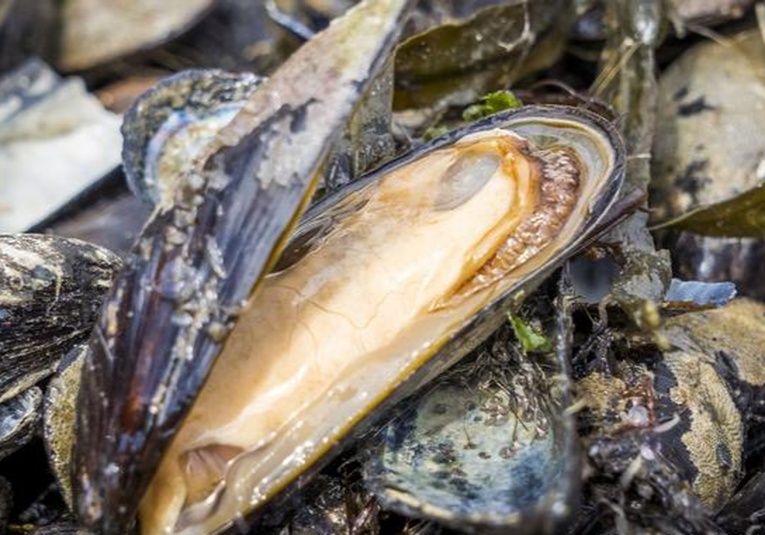 Miles de criaturas marinas mueren tras mortí­fera ola de calor de Canadá miles-de-criaturas-marinas-mueren-tras-mortifera-ola-de-calor-de-canad-114735-114825.jpg