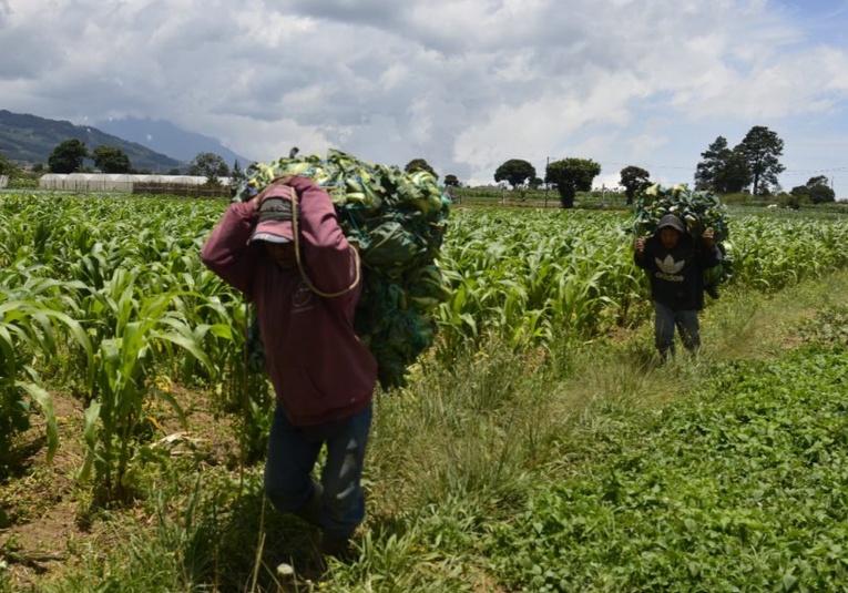 Ministerio de Agricultura advierte de daños a cultivos por posibles lluvias