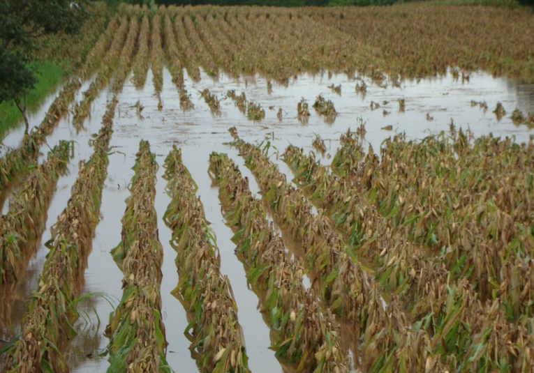 Ministerio de Agricultura alerta sobre cultivos en riesgo por intensas lluvias en varios departamentos ministerio-de-agricultura-alerta-sobre-cultivos-en-riesgo-por-intensas-lluvias-en-varios-departamentos-174427-174543.jpg