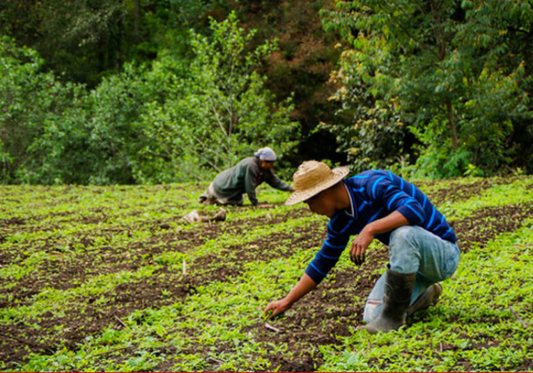 Ministerio de Agricultura, Ganaderí­a y Alimentación informa que ha capacitado a por lo menos 146 mil agricultores dentro estas 60 mil mujeres 