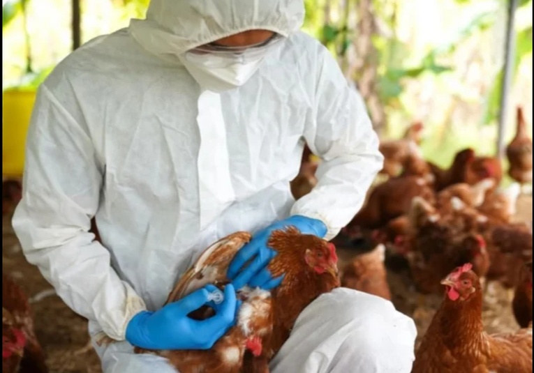 Ministerio de agricultura inicia jornada de vacunación de aves para prevenir la gripe aviar ministerio-de-agricultura-inicia-jornada-de-vacunacion-de-aves-para-prevenir-la-gripe-aviar-185607-185612.jpg
