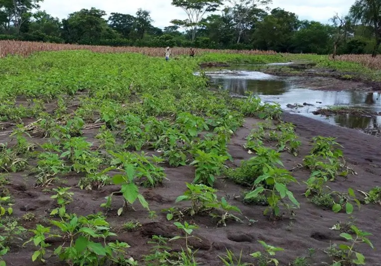 Ministerio de Agricultura monitorea cultivos en 115 municipios afectados por lluvias persistentes ministerio-de-agricultura-monitorea-cultivos-en-115-municipios-afectados-por-lluvias-persistentes-150409-150538.jpg