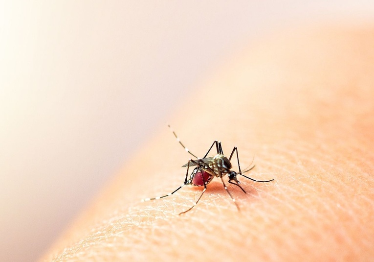 Ministro de Salud confirma aumento de casos de dengue en tres departamentos ministro-de-salud-confirma-aumento-de-casos-de-dengue-en-tres-departamentos-174826-174836.jpg
