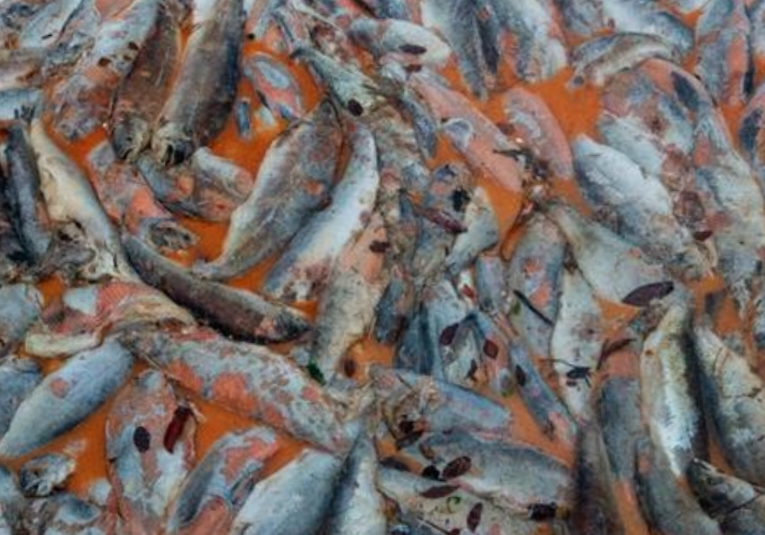 Muerte masiva de peces pone a la industria salmonera chilena en la mira muerte-masiva-de-peces-pone-a-la-industria-salmonera-chilena-en-la-mira-143914-143931.png
