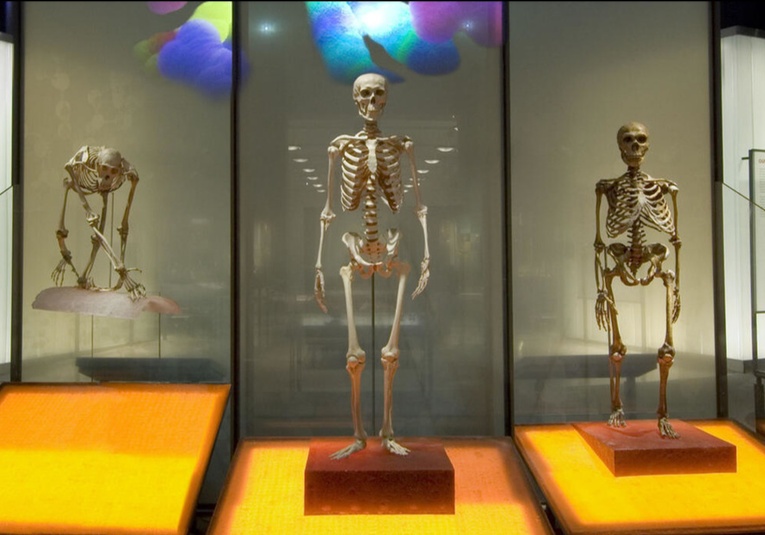 Museo de Nueva York dejará de exhibir huesos humanos museo-de-nueva-york-dejar-de-exhibir-huesos-humanos-093952-094011.jpg