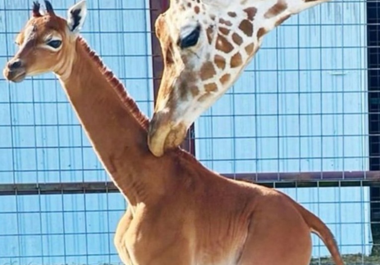 Nace jirafa sin manchas que podría ser la única en el mundo nace-jirafa-sin-manchas-que-podria-ser-la-unica-en-el-mundo-113431-113553.jpg