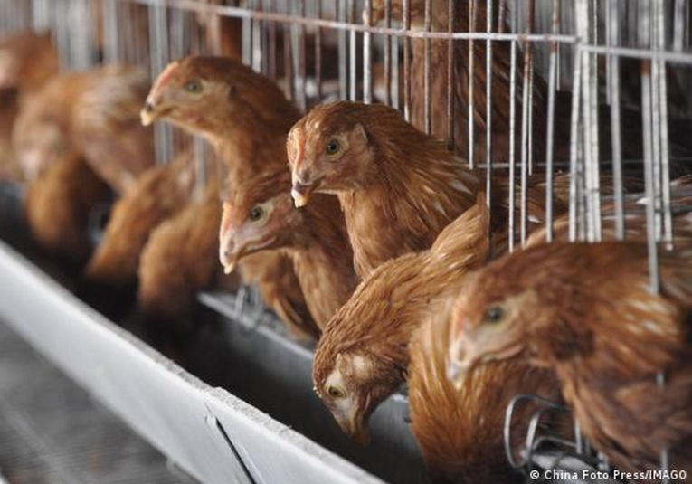 OMS: China reporta la primera muerte humana por gripe aviar H3N8 oms-china-reporta-la-primera-muerte-humana-por-gripe-aviar-h3n8-105610-105700.jpg