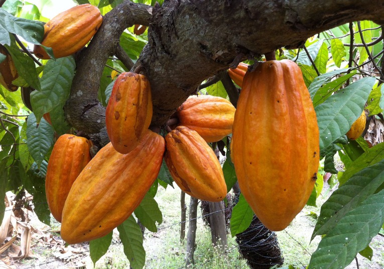 Organizaciones dedicadas a la producción del Cacao serán beneficiadas.  organizaciones-dedicadas-a-la-produccion-del-cacao-ser-n-beneficiadas-104211-104215.jpg