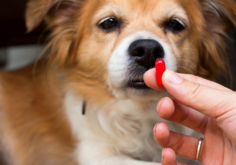 Píldora experimental para revertir el envejecimiento da resultados prometedores en perros pildora-experimental-para-revertir-el-envejecimiento-da-resultados-prometedores-en-perros-085542-085634.jpg