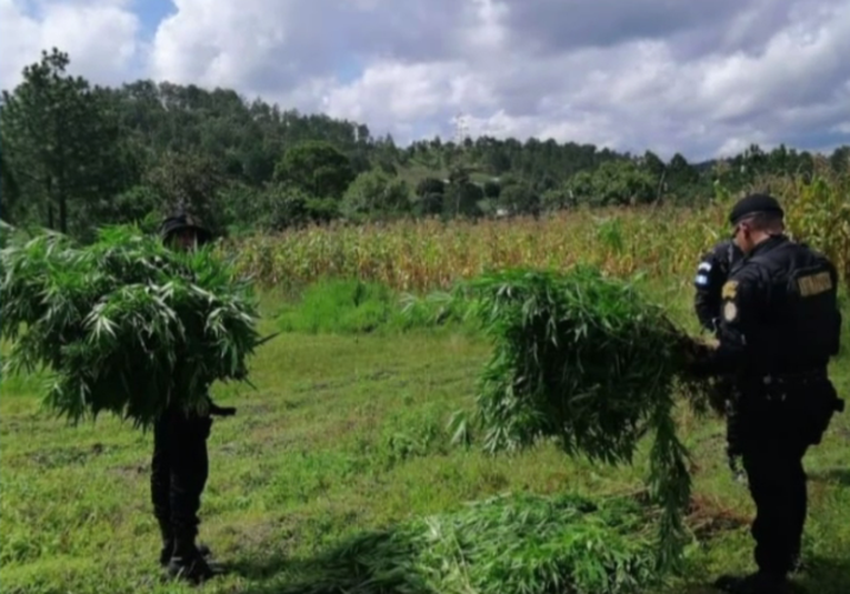 PNC erradica plantación de marihuana valorada en más de Q1.6 millones en Santa Lucía la Reforma pnc-erradica-plantacion-de-marihuana-valorada-en-m-s-de-q1-6-millones-en-santa-lucia-la-reforma-182033-182114.png