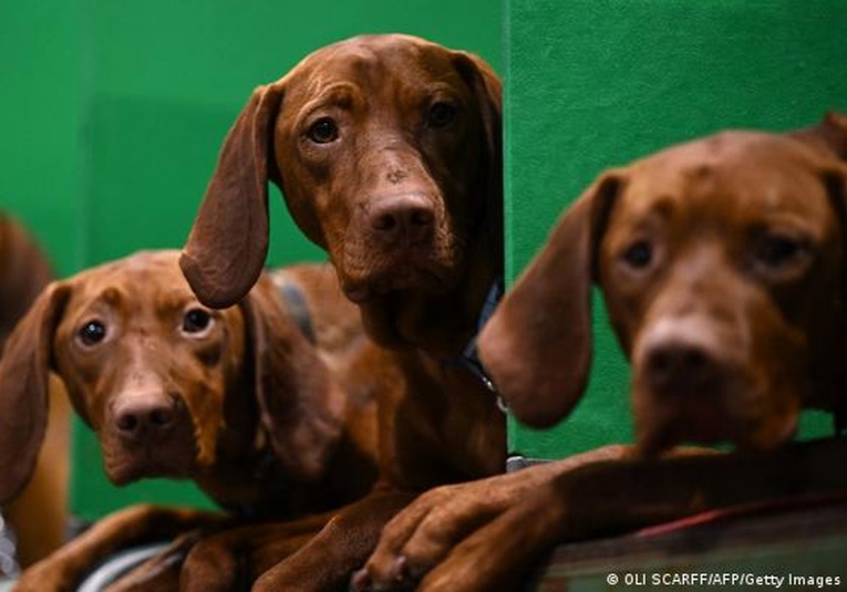 Por qué los perros tienen cerebros cada vez más grandes por-que-los-perros-tienen-cerebros-cada-vez-m-s-grandes-124629-124711.jpg