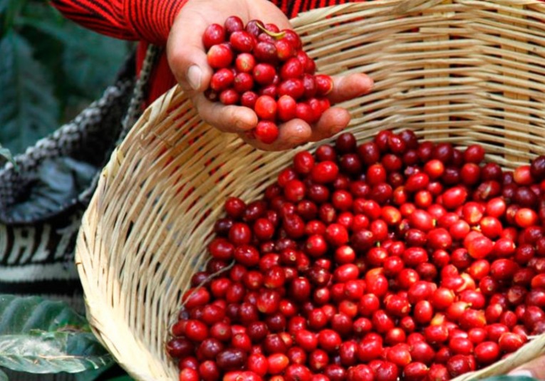 Productividad del cultivo de café mejora en Huehuetenango y Santa Rosa productividad-del-cultivo-de-cafe-mejora-en-huehuetenango-y-santa-rosa-125550-125705.jpg