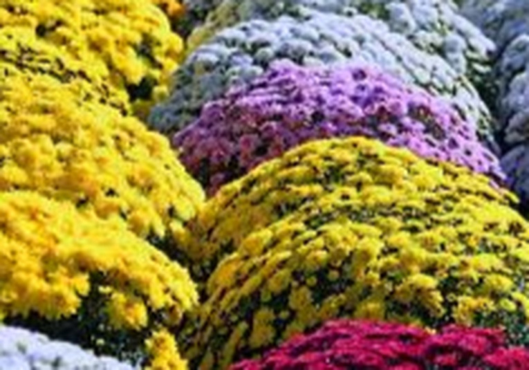 Productores y vendedores de flores preocupados por bajas ventas a horas del día de todos los santos productores-y-vendedores-de-flores-preocupados-por-bajas-ventas-a-horas-del-dia-de-todos-los-santos-150502-150610.jpg