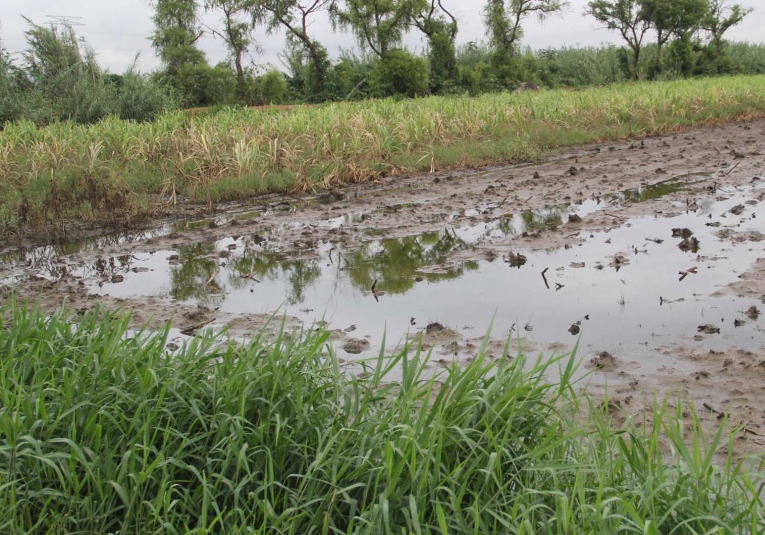 Reactivación agrí­cola en algunas regiones podrí­a tardar entre 6 meses a un año reactivacion-agricola-en-algunas-regiones-podria-tardar-entre-6-meses-a-un-ano-181148-181158.png