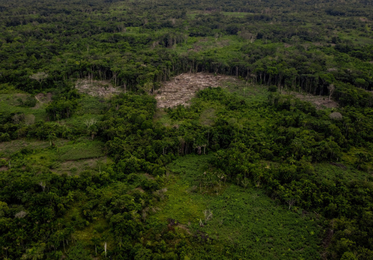 revelan debilidades en EE.UU. que favorecen la deforestación en la Amazonía revelan-debilidades-en-ee-uu-que-favorecen-la-deforestacion-en-la-amazonia-155024-155041.png