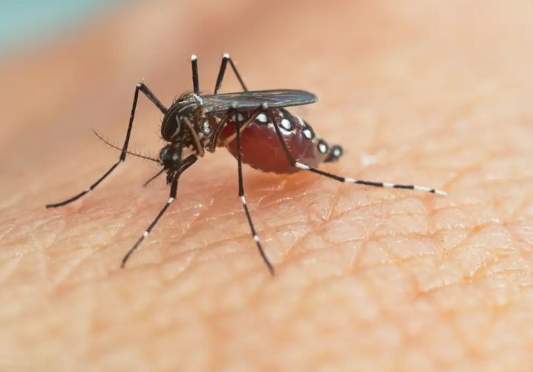 Sacatepéquez está en alerta por aumento de casos de dengue sacatepequez-est-en-alerta-por-aumento-de-casos-de-dengue-202157-202246.jpg