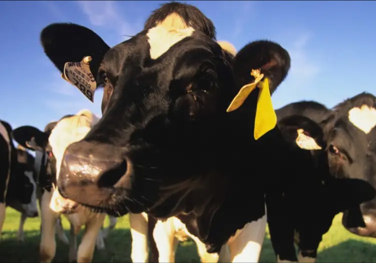 Sequía amenaza la producción de carne en México