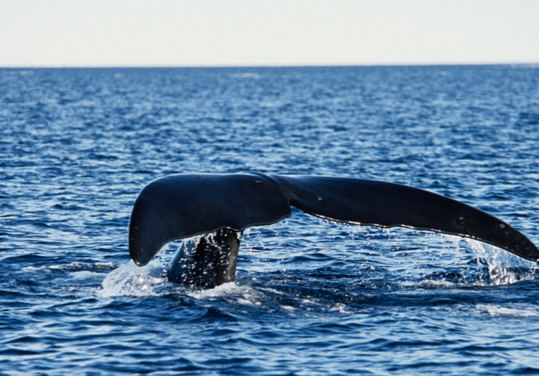 Un raro avistamiento de animales marinos en peligro de extinción deja llorando a los biólogos un-raro-avistamiento-de-animales-marinos-en-peligro-de-extincion-deja-llorando-a-los-biologos-094824-094907.jpg
