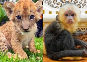 2 nuevos cachorros son presentados en el AutoSafari Chapí­n