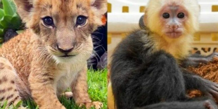2 nuevos cachorros son presentados en el AutoSafari Chapín