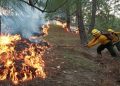 32 incendios forestales arden en diversas regiones