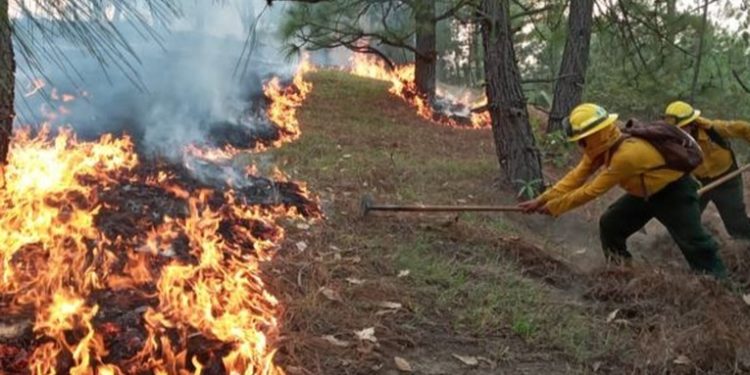 32 incendios forestales arden en diversas regiones