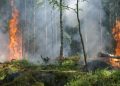 38 incendios forestales activos según CONRED