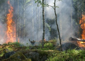 38 incendios forestales activos según CONRED