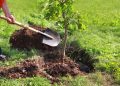 400 mil árboles serán plantados en Petén para recuperar zonas afectadas por incendios
