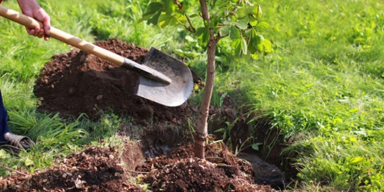 400 mil árboles serán plantados en Petén para recuperar zonas afectadas por incendios