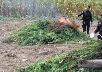 800 matas de marihuana fueron incautadas en Jalapa