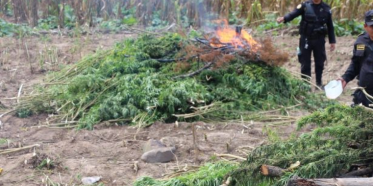 800 matas de marihuana fueron incautadas en Jalapa
