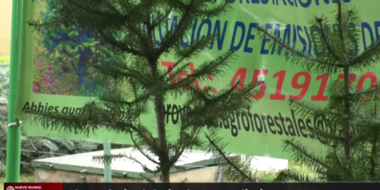 Abren feria del pinabete en distintos puntos