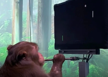 Acusan a Musk de la muerte de varios monos jóvenes y previamente sanos por los implantes cerebrales de Neuralink