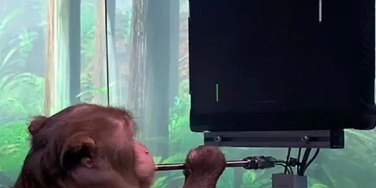 Acusan a Musk de la muerte de varios monos jóvenes y previamente sanos por los implantes cerebrales de Neuralink