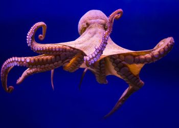ADN de pulpos revela una advertencia crítica sobre el aumento del nivel del mar