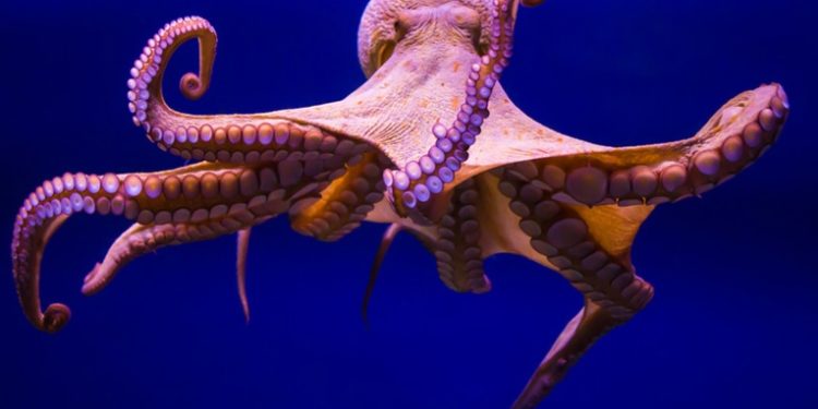 ADN de pulpos revela una advertencia crítica sobre el aumento del nivel del mar