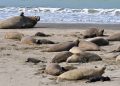 Advierten que la mortandad de las crías de elefantes marinos por gripe aviar puede ser total en Argentina