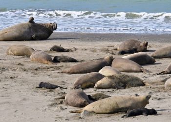 Advierten que la mortandad de las crías de elefantes marinos por gripe aviar puede ser total en Argentina