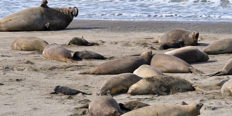 Advierten que la mortandad de las crías de elefantes marinos por gripe aviar puede ser total en Argentina