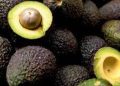 Aguacate Hass guatemalteco llegará a Estados Unidos este año
