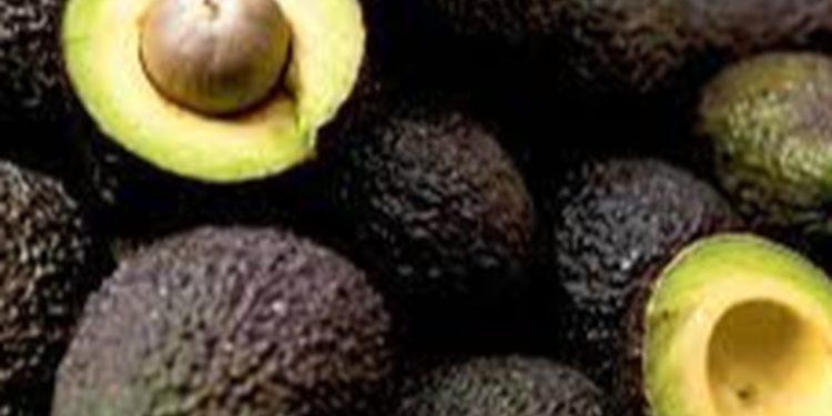Aguacate Hass guatemalteco llegará a Estados Unidos este año