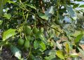 Aguacate Hass guatemalteco sigue sin poder ingresar a EE. UU. tras 9 meses de trámites