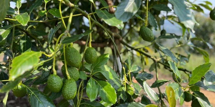 Aguacate Hass guatemalteco sigue sin poder ingresar a EE. UU. tras 9 meses de trámites