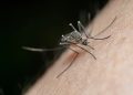 Alarma por dengue: Salud pública registra aumento del 80% en casos a nivel nacional