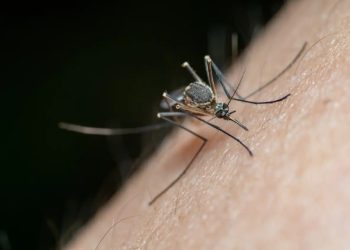 Alarma por dengue: Salud pública registra aumento del 80% en casos a nivel nacional