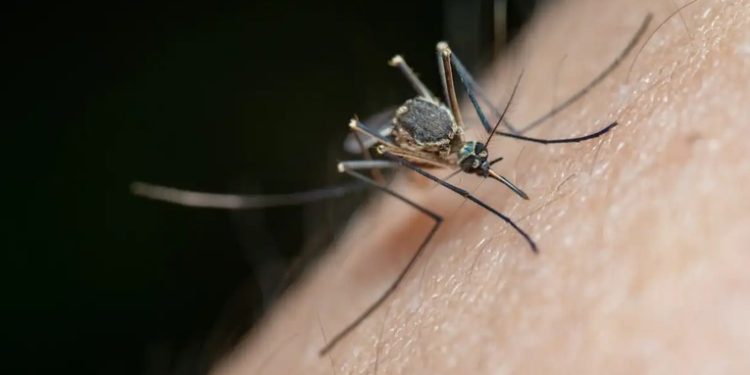 Alarma por dengue: Salud pública registra aumento del 80% en casos a nivel nacional