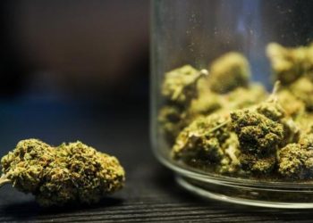 Alemania avanza hacia la legalización del cannabis