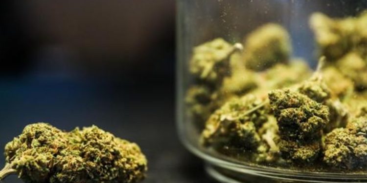 Alemania avanza hacia la legalización del cannabis